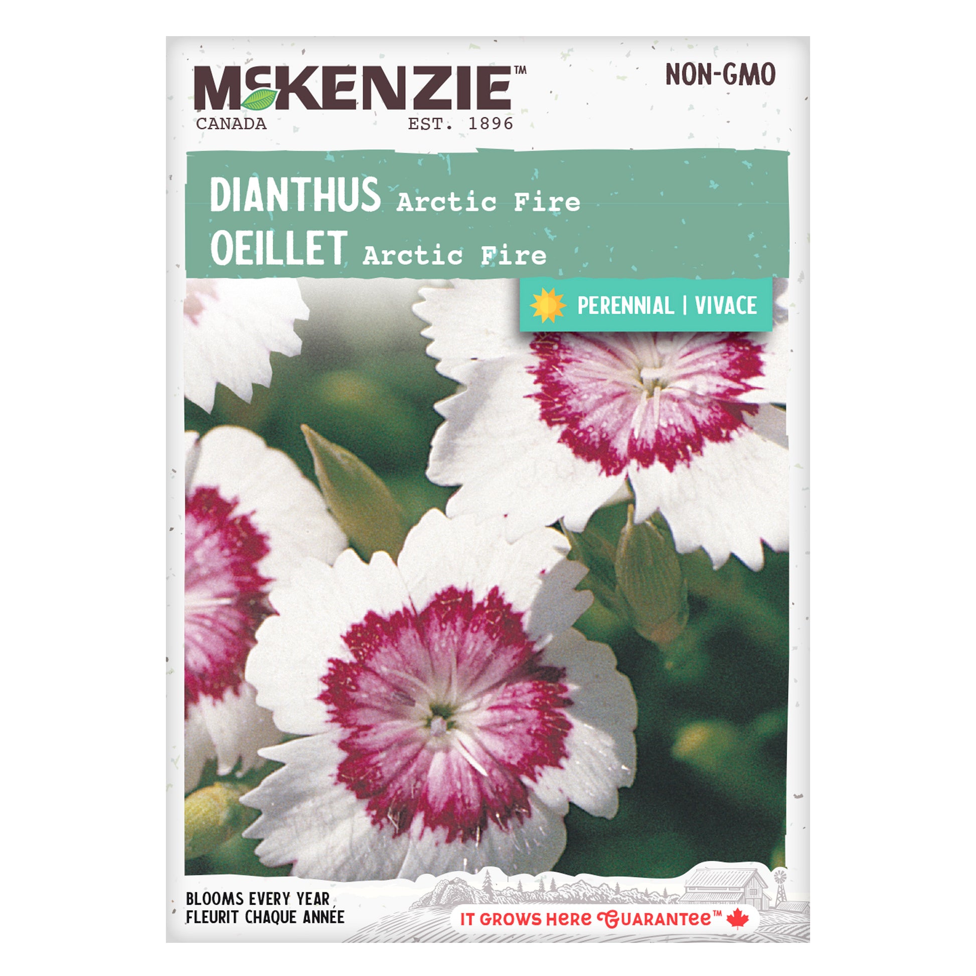 dianthus flower seed Buy Arctic Fire Dianthus Perennial Flower Seed Online