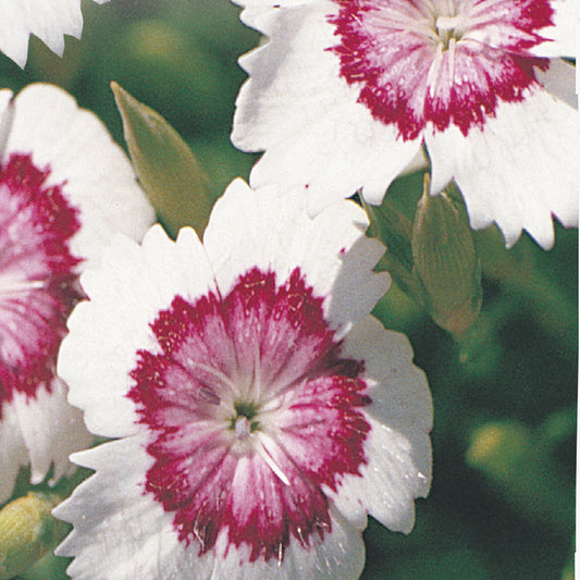 Close-up of Dianthus Arctic Fire flowers with vibrant red, pink, and white color combination.