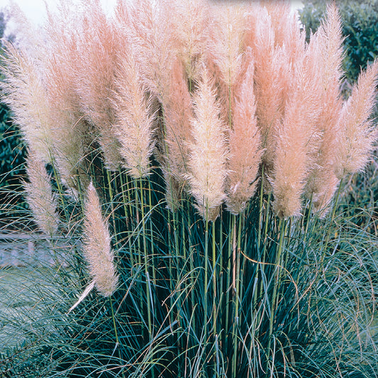 A cluster of pink pampas grass with long, silky plumes against a blurred background of greenery.