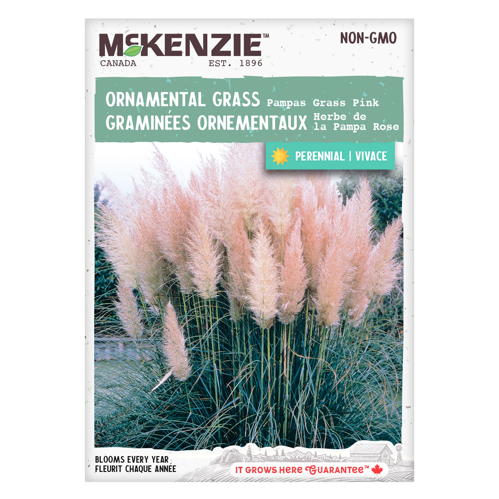 Pampas cheap grass canada