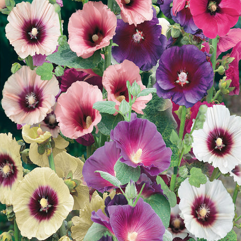 Plant hollyhock seeds two years running