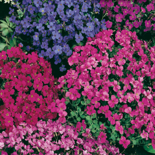 A colorful assortment of Aubretia flowers with red, purple, and blue hues.