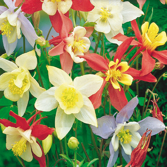 A variety of Columbine flowers with long spurs, blooming in intense colors of red, yellow, and white.