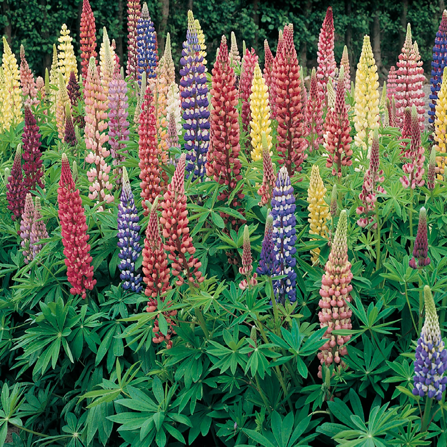 A garden bed of lupine flowers with Russell's Mix Hybrid Seeds, showcasing a variety of colors including purple, pink, and yellow.