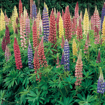A garden bed of lupine flowers with Russell's Mix Hybrid Seeds, showcasing a variety of colors including purple, pink, and yellow.