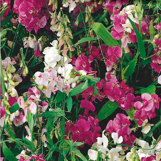 A variety of pink, white, and purple sweet pea flowers in bloom.