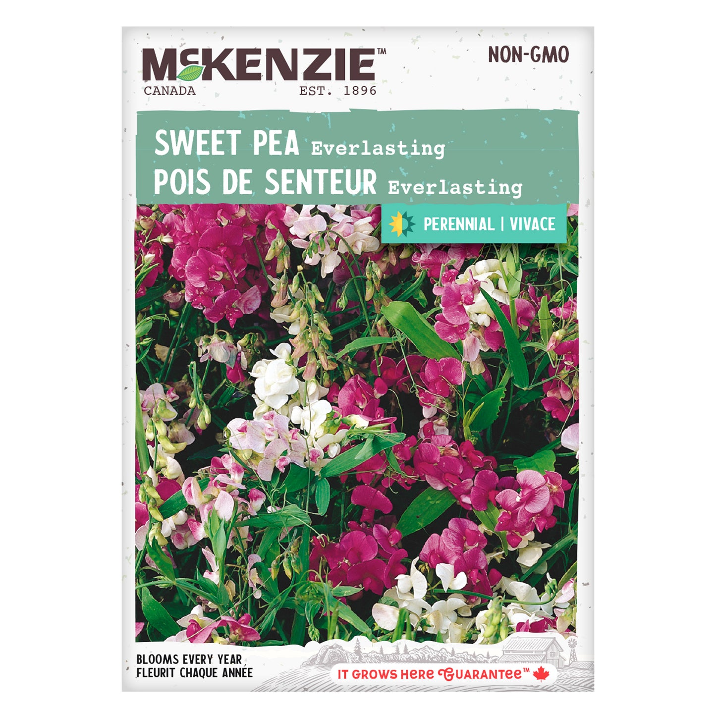 Sweet Pea, Everlasting Seeds