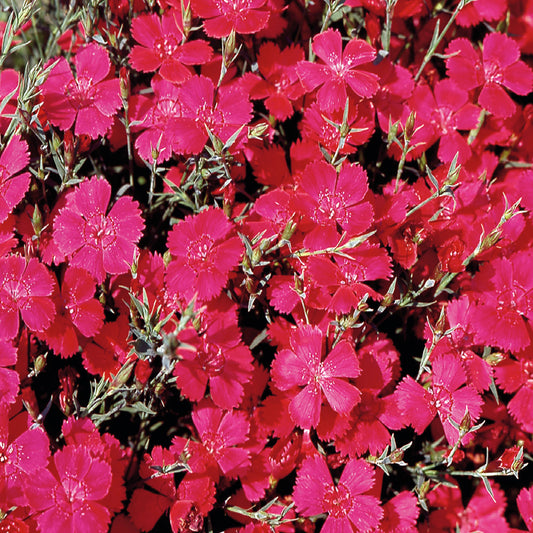 A cluster of vibrant pink Dianthus flowers, commonly known as Maiden Pink, growing closely together.