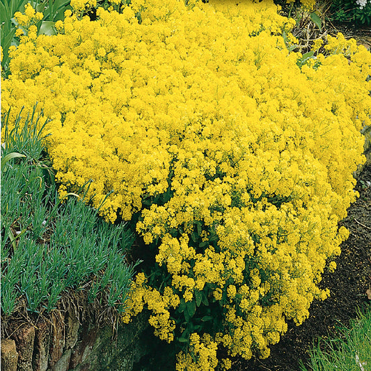 A cluster of golden-yellow alyssum flowers saxatile blossoms against silvery green foliage.