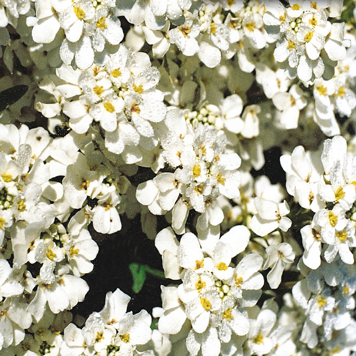 Candytuft Seeds, White Snow