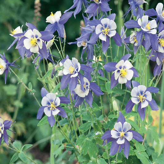 A garden with deep blue, star-shaped flowers with white centers and yellow anthers, accompanied by green, fern-like foliage.