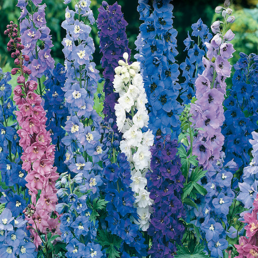 A variety of Delphinium Pacific Giant flowers with spikes of flowers in mixed colors including blue, pink, white, and purple.