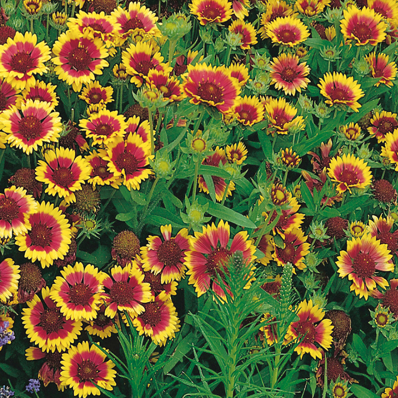 Buy Perennial Gaillardia Grandiflora Seed Online McKenzie Seeds