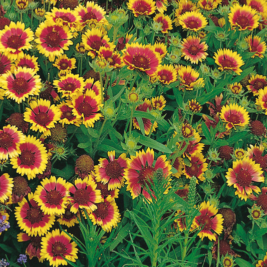 A garden filled with Gaillardia Aristata, Grandiflora flowers featuring large daisy-like blooms with red petals and yellow tips.