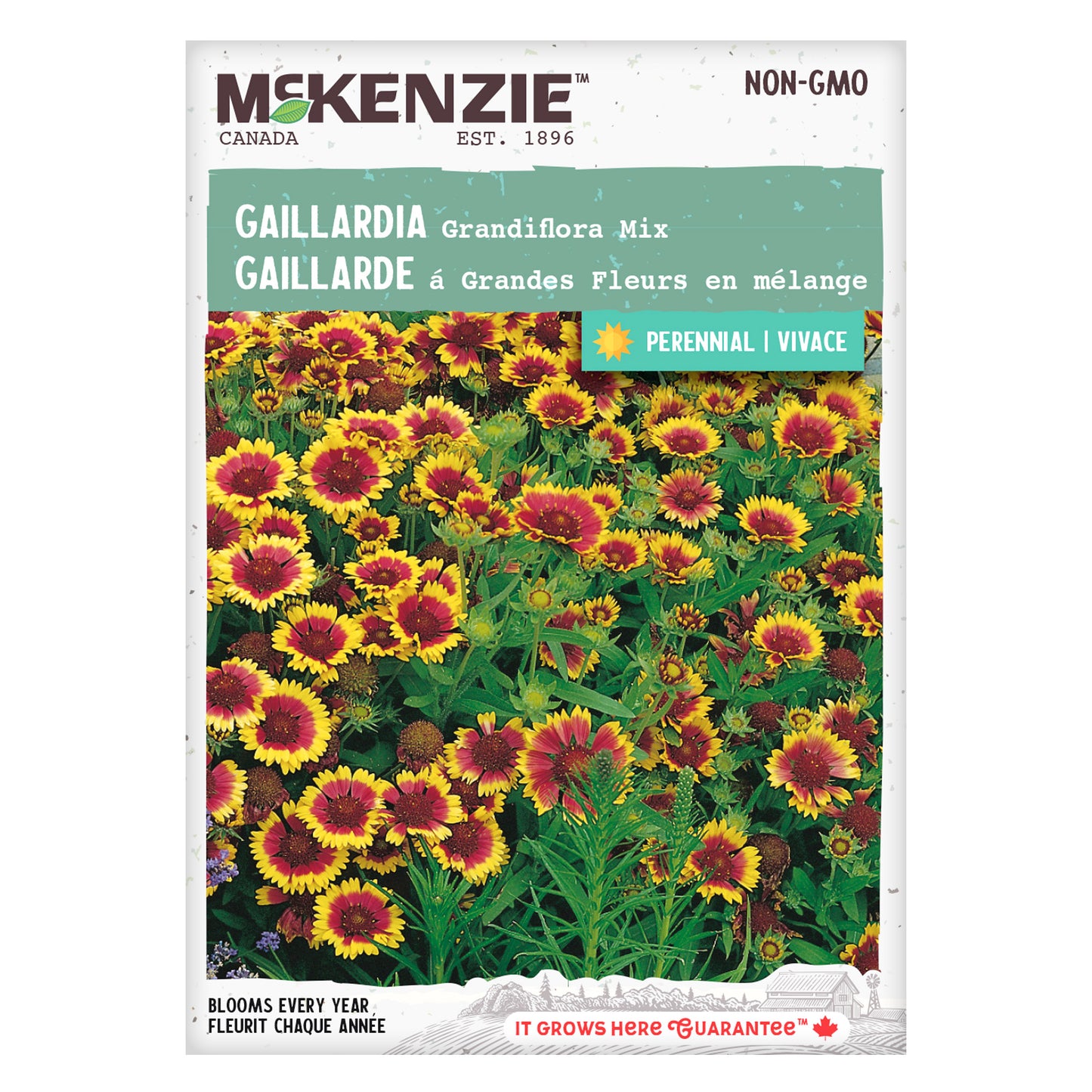 Gaillardia Seeds, Grandiflora Mix