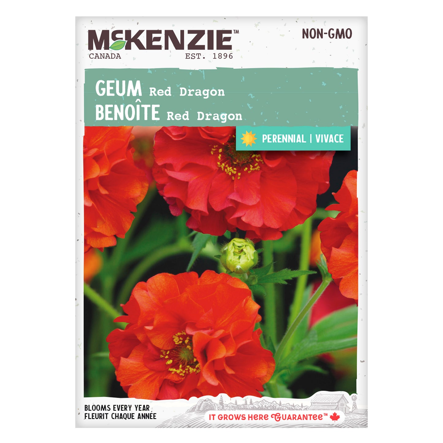 geum flower seeds Buy Red Dragon Geum Perennial Flower Seed Online