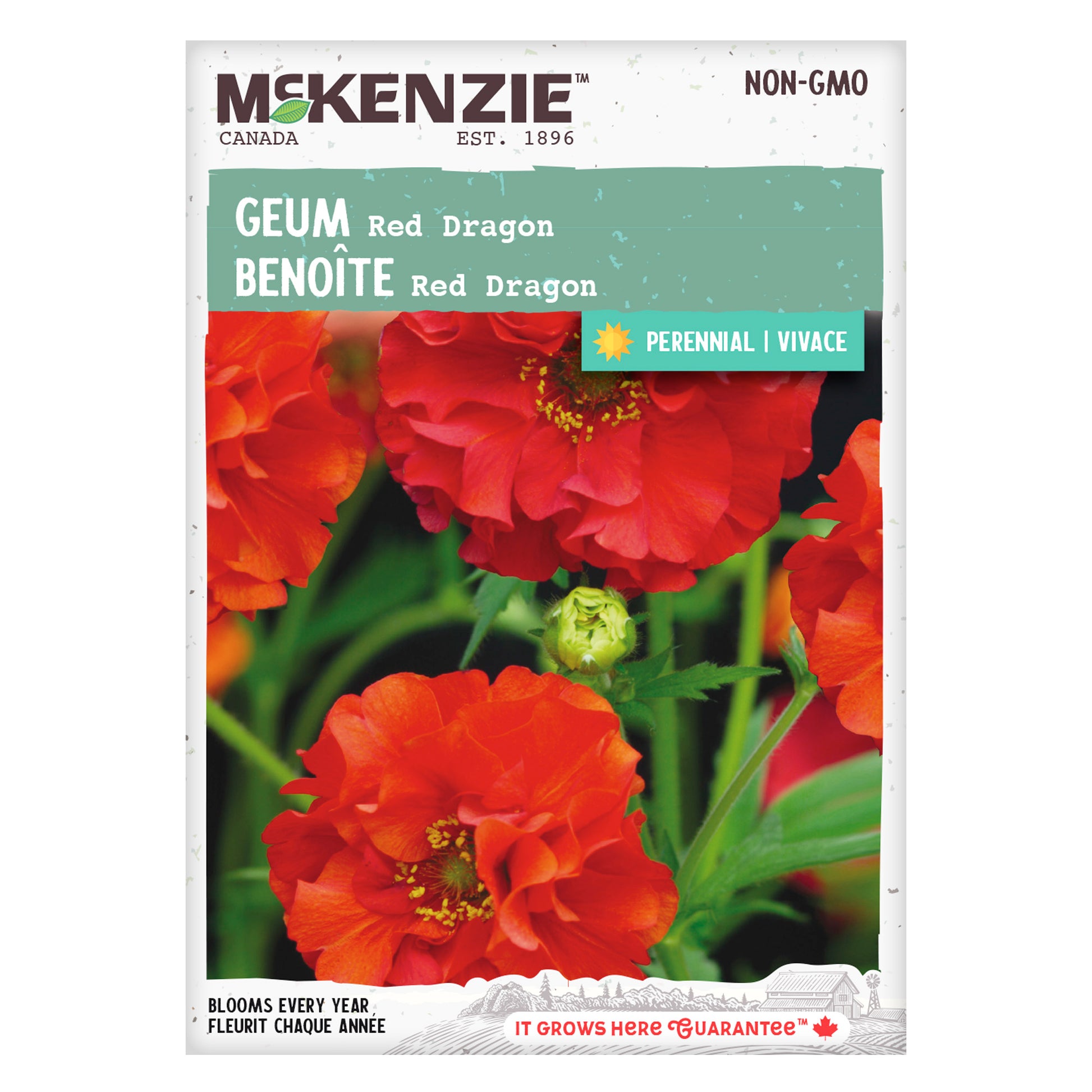 dragon flower seeds Buy Red Dragon Geum Perennial Flower Seed Online