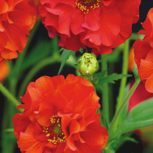 A close-up of vibrant red Geum flowers with green foliage.