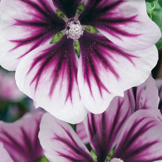 Close-up of Malva Zebrina flowers with striking purple and white striped petals.