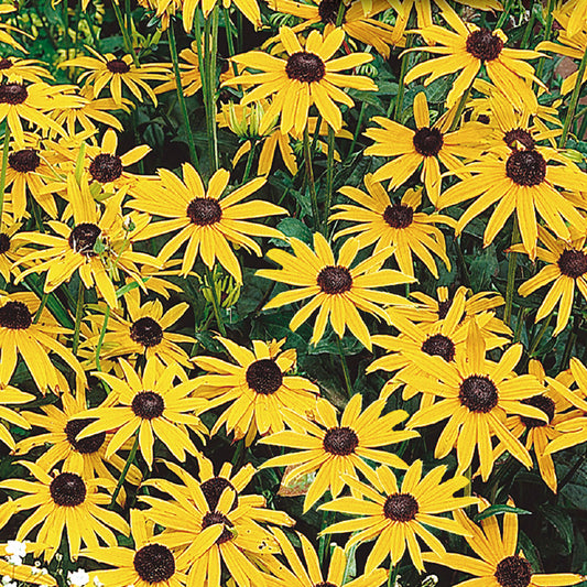 A garden bed with vibrant yellow Rudbeckia Goldsturm flowers with dark centers.