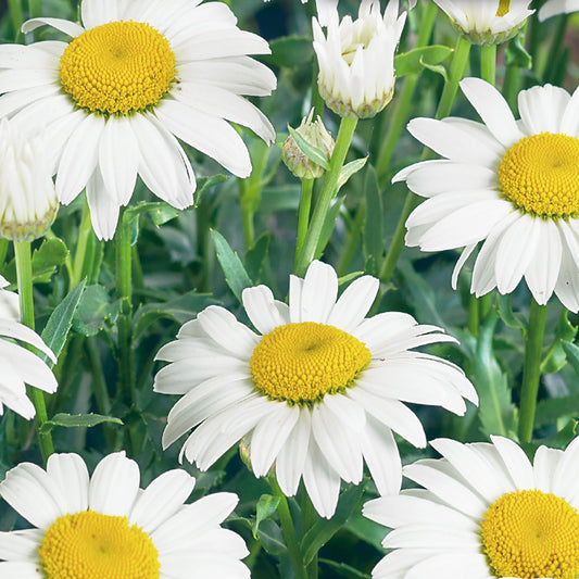 An image showing a group of Shasta daisies with white petals and yellow centers, in full bloom.