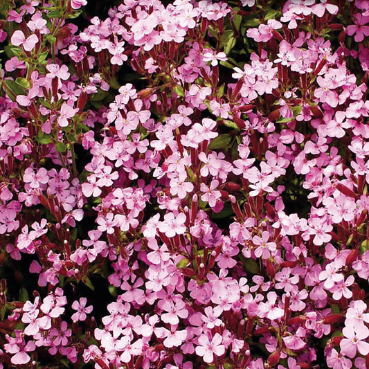 A cluster of small pink flowers forming a dense ground cover.