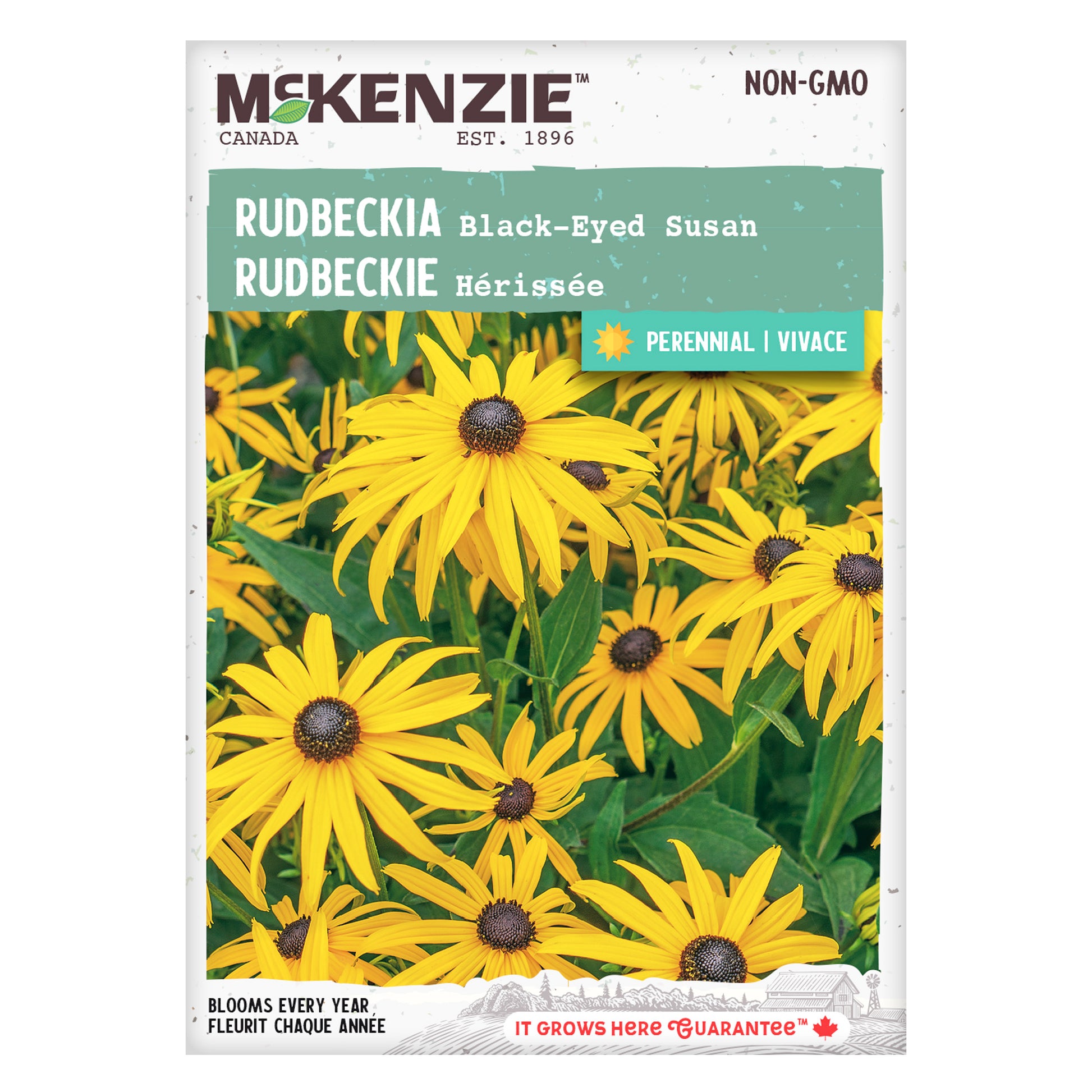 black eyed susan seeds from flower Buy Perennial Black Eyed Susan Flower Seeds Online