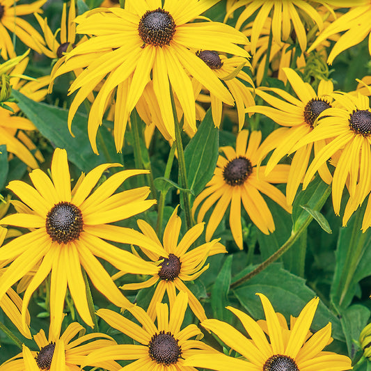 A group of Black Eyed Susan flowers with golden yellow petals and dark brown centers.