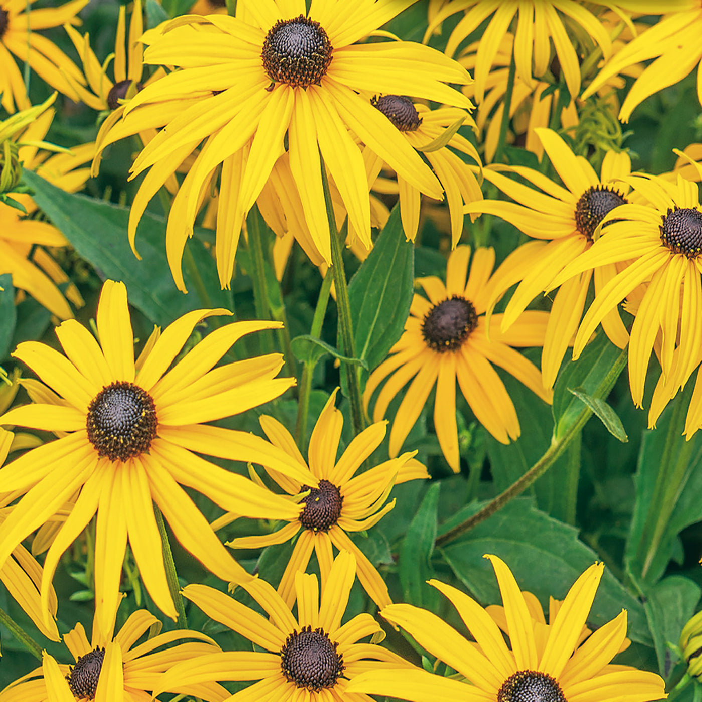 Black Eyed Susan Seeds McKenzie Seeds