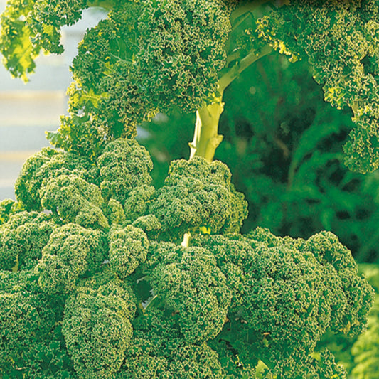 A close-up image of green curly kale leaves.