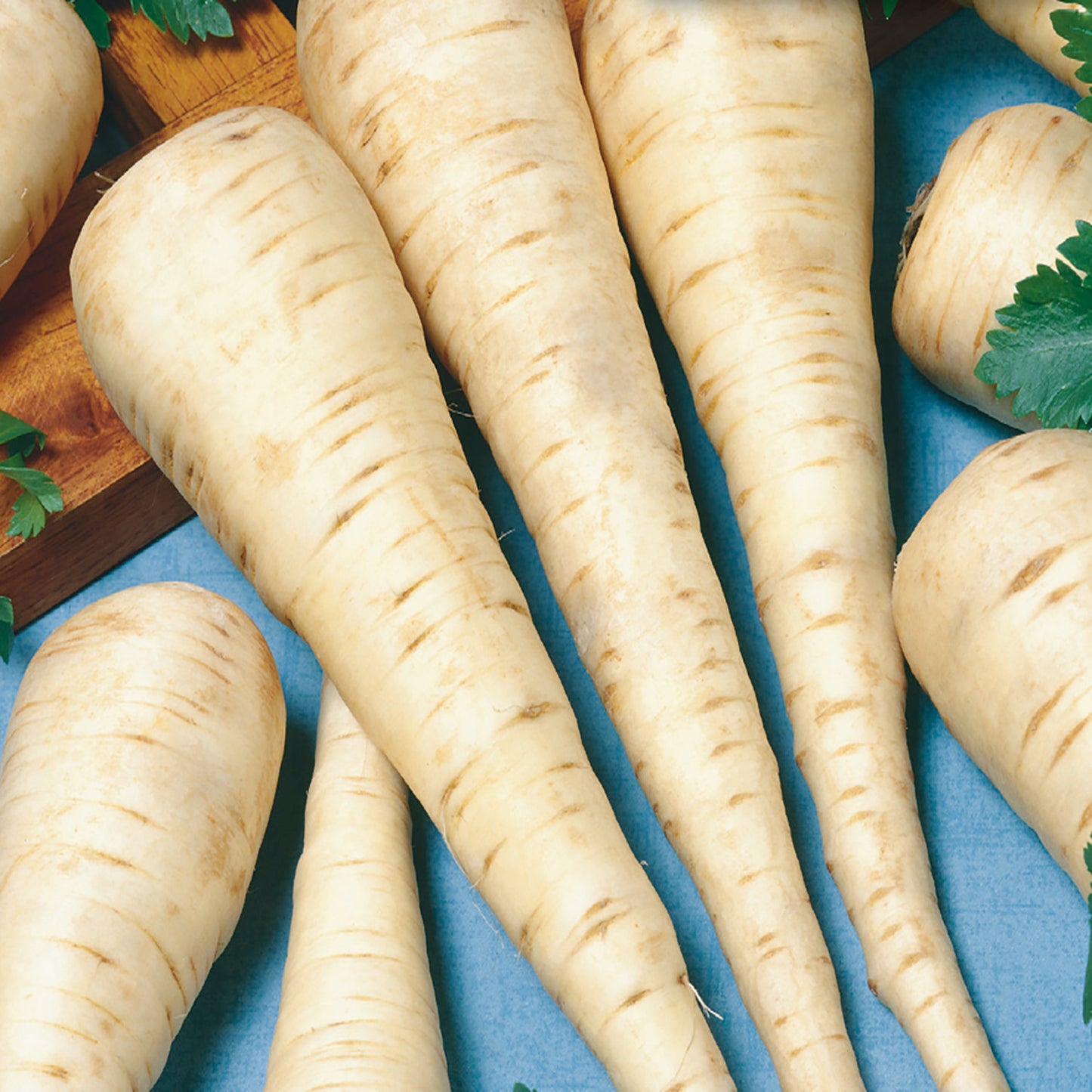 A group of elongated, white parsnips with smooth crowns, displayed on a blue surface.