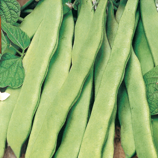 A close-up of green Smeraldo Pole Beans, showing the flat, stringless pods and leaves.