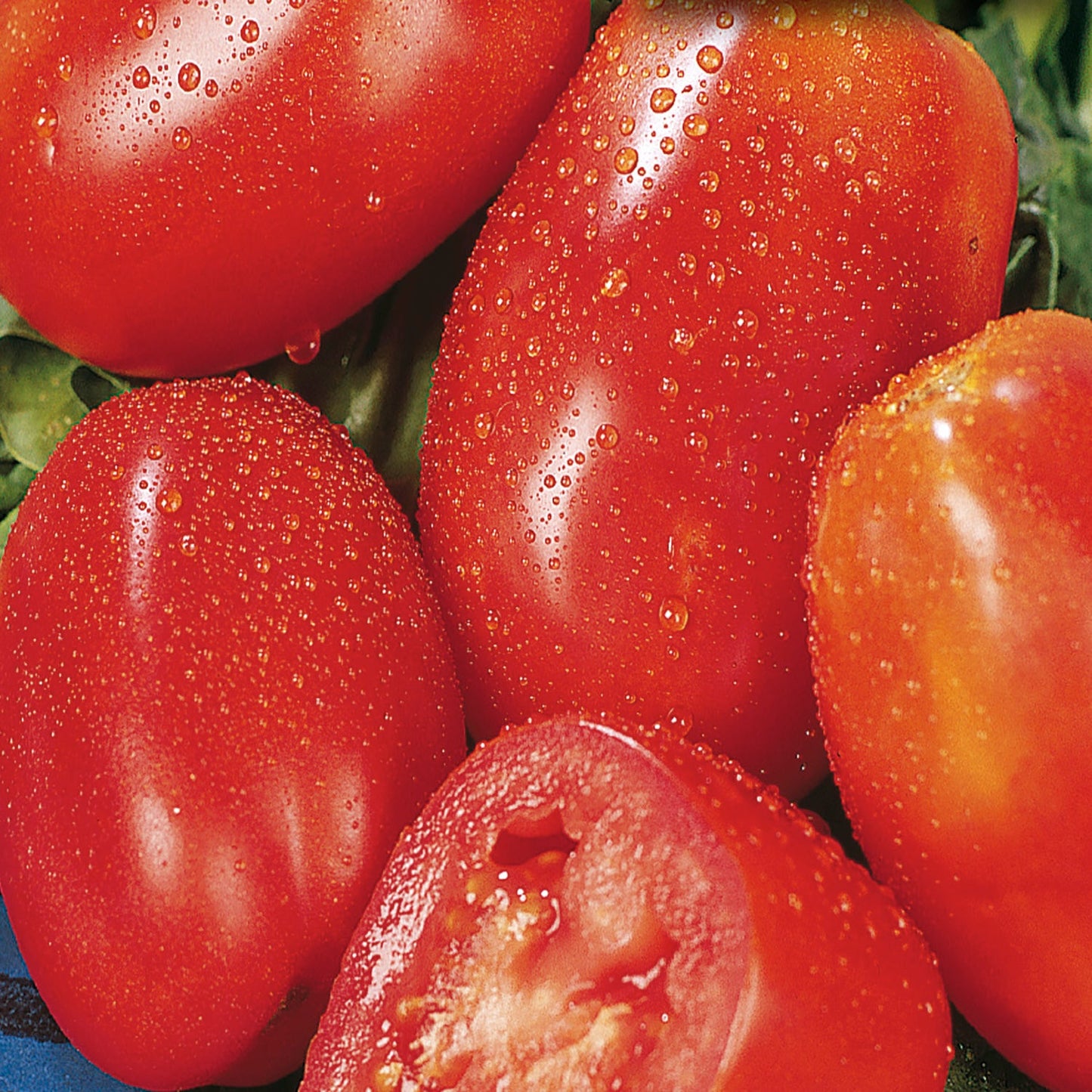 Organic Tomato Seeds, San Marzano