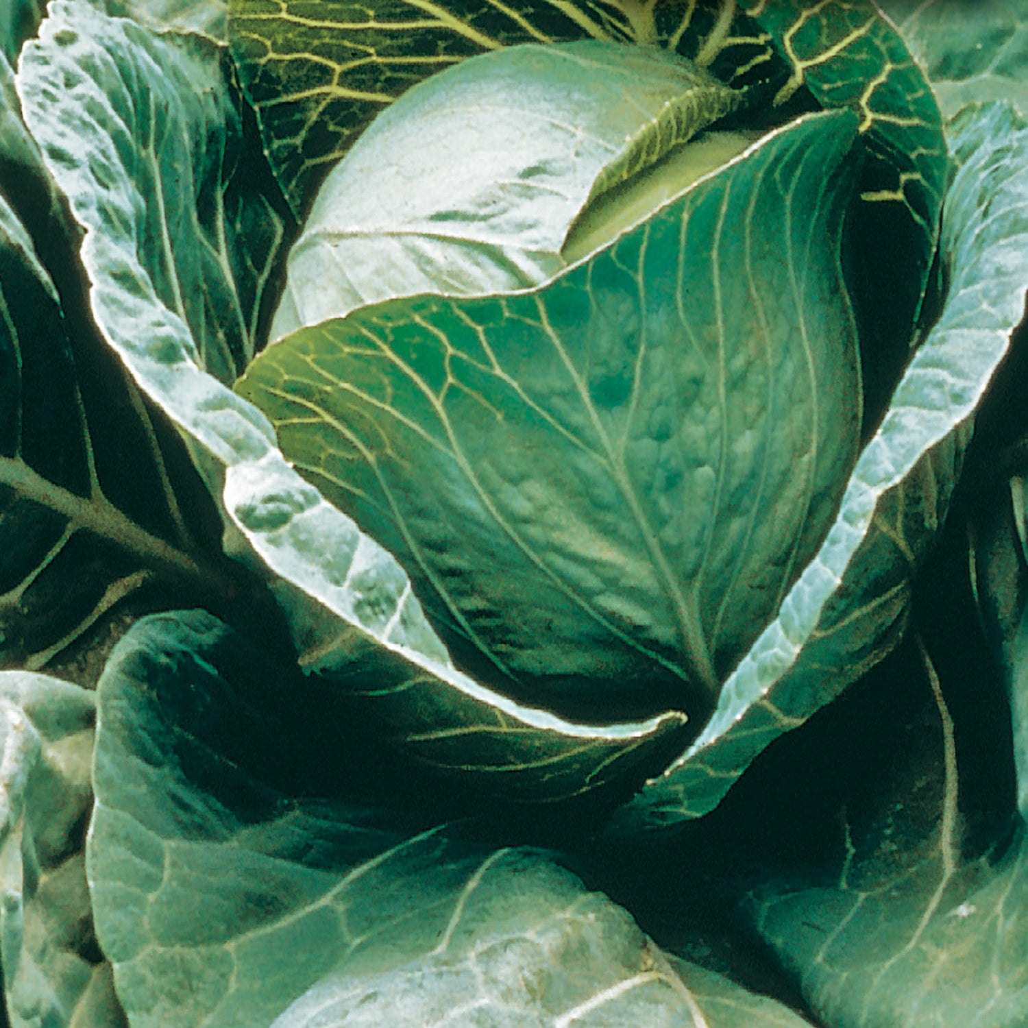 A close-up image of a mature cabbage with dense green leaves.