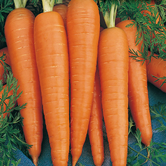 A group of fresh orange carrots with green tops, likely ready for culinary use.