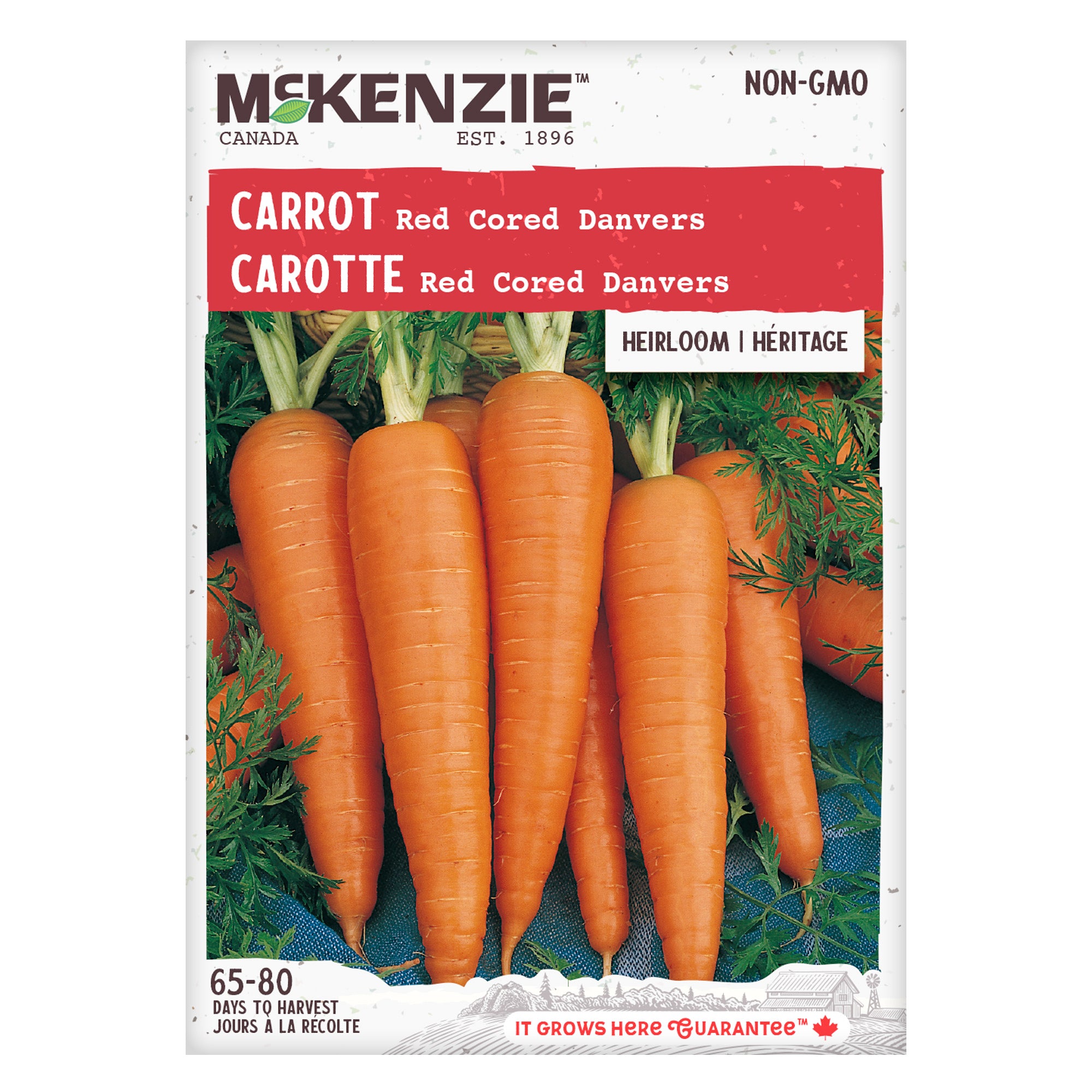 Danvers Carrot, 1800's Heirloom