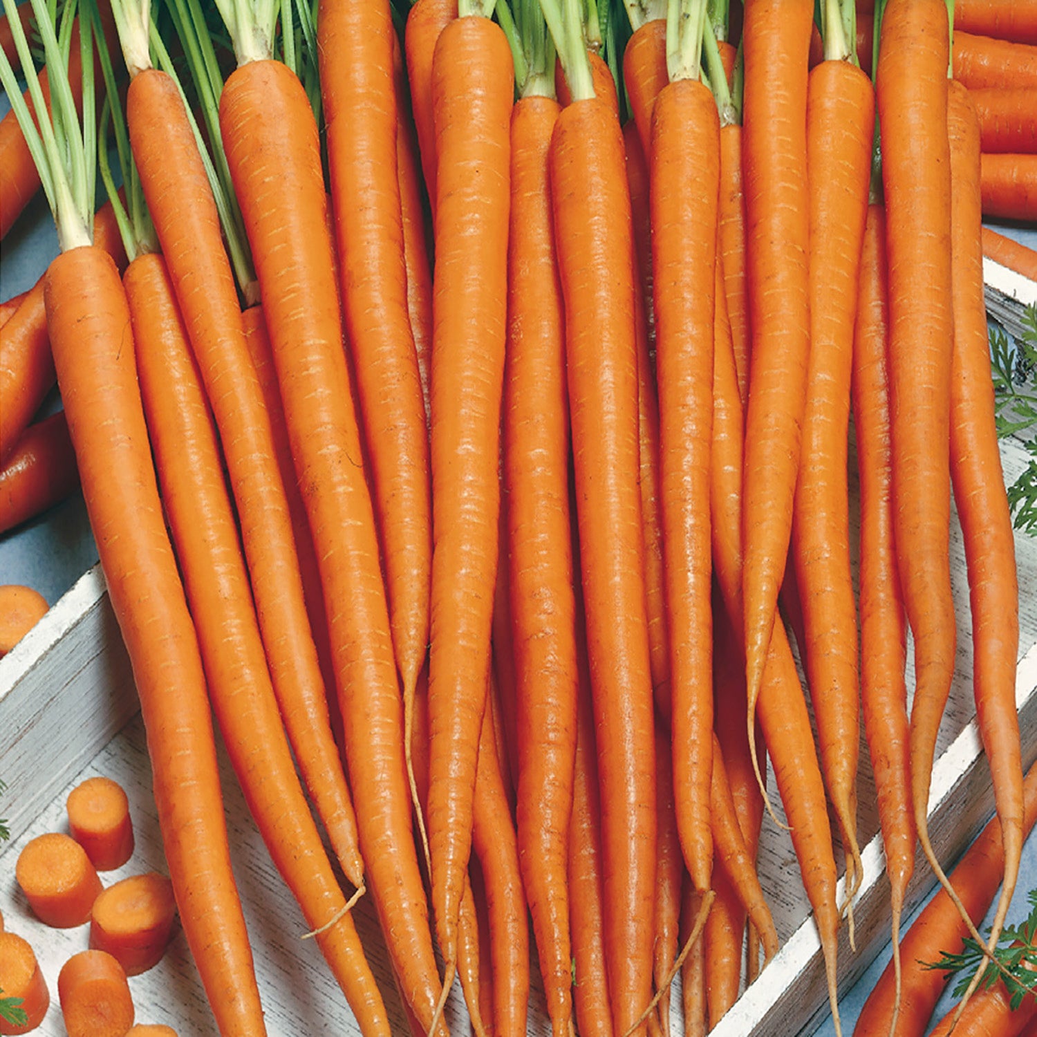 A collection of long, orange Tenderlong Imperator carrot roots with green tops, arranged together.