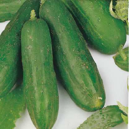 A group of fresh green cucumbers with black spines on a white background.