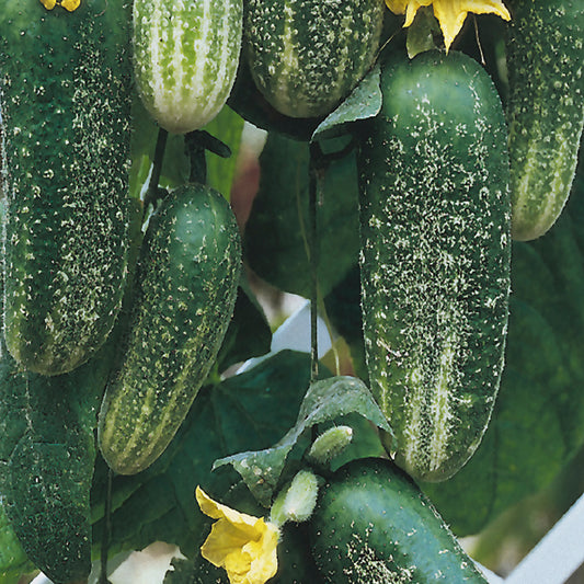 A group of green cucumbers growing on the vine with yellow flowers, indicative of the Morden Early cucumber variety.
