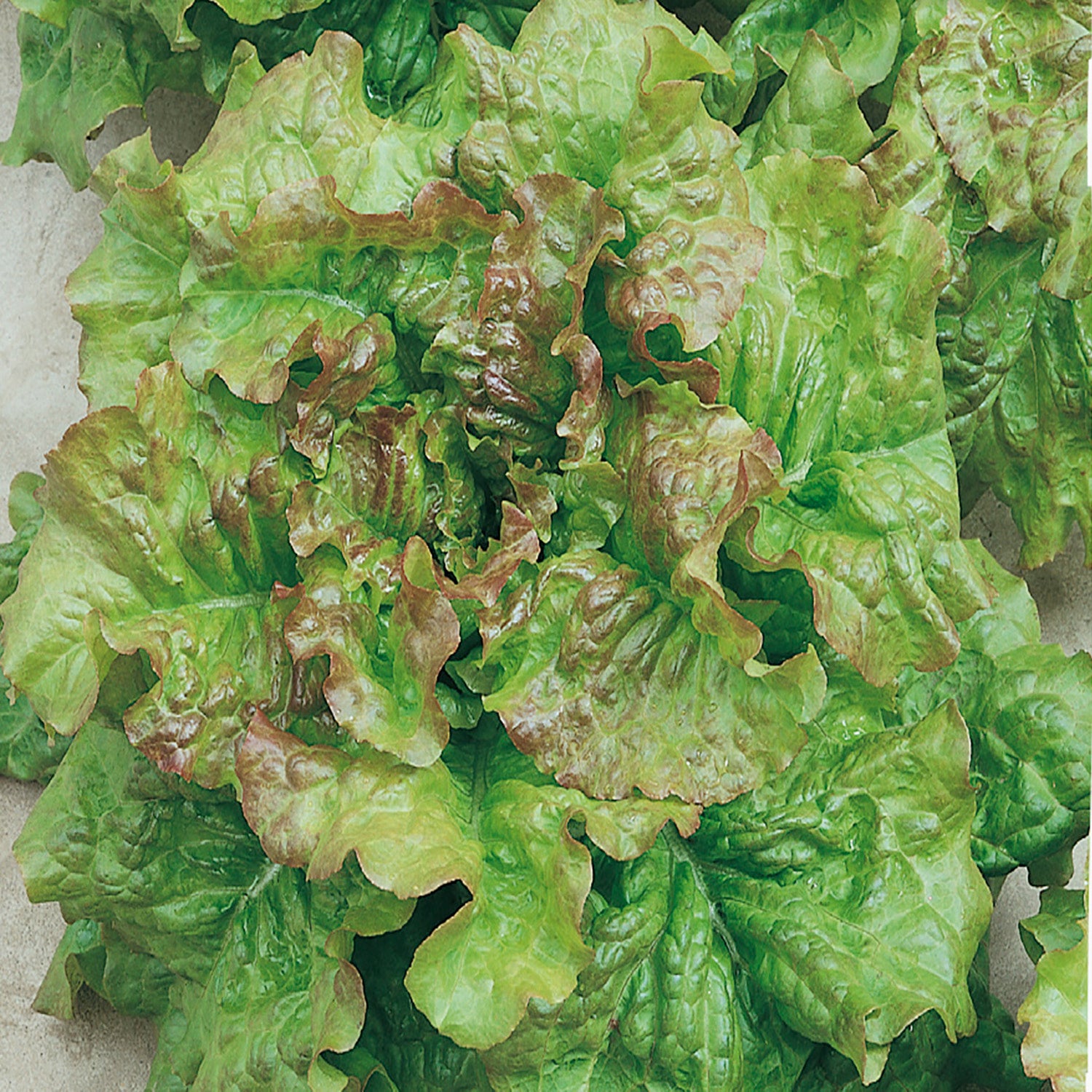 A close-up image of Prizehead lettuce leaves showing bright green texture with a reddish-brown edge.