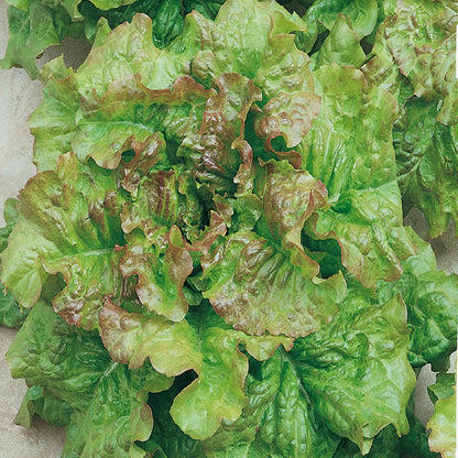 A close-up image of Prizehead lettuce leaves showing bright green texture with a reddish-brown edge.