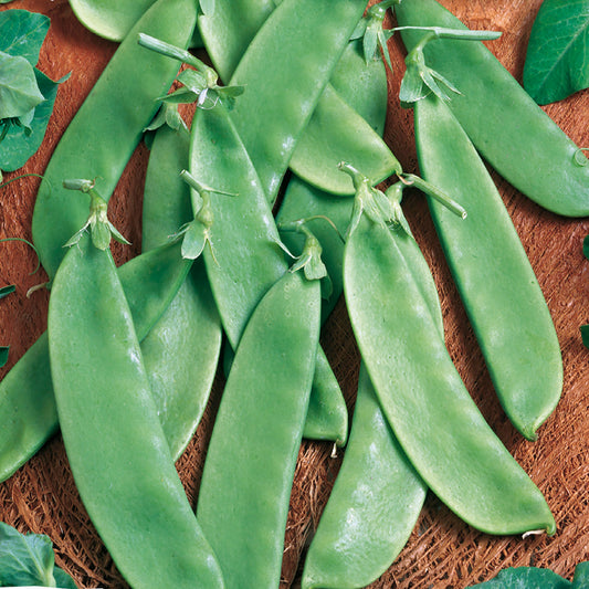 A collection of fresh green pea pods laid out on a surface.