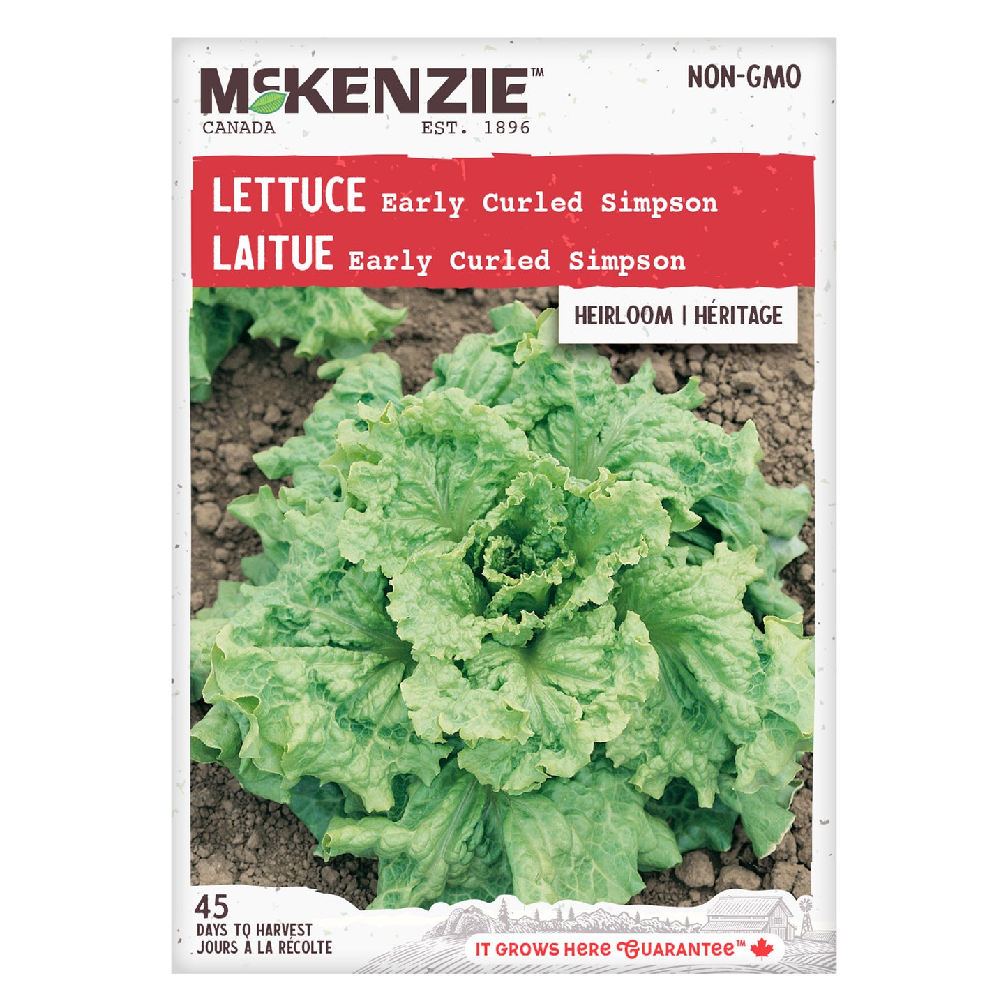 Lettuce Seeds, Early Curled Simpson