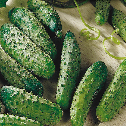 A collection of fresh cucumbers with a dark green and black spined exterior, displayed on a light background.