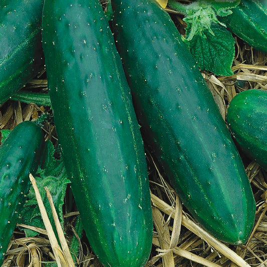 A group of green cucumbers on a surface, presumably the product of the Spacemaster Trailing Organic Seeds.