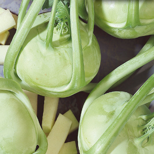 A group of Early White Vienna kohlrabi bulbs with light green skin, arranged closely together.