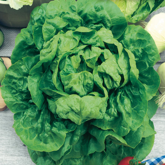 A fresh head of buttercrunch lettuce with medium-green leaves.