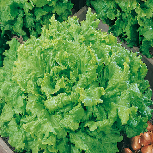 green lettuce leaves grown