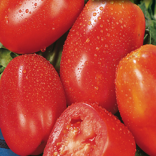 A cluster of ripe San Marzano tomatoes with water droplets on their surface.