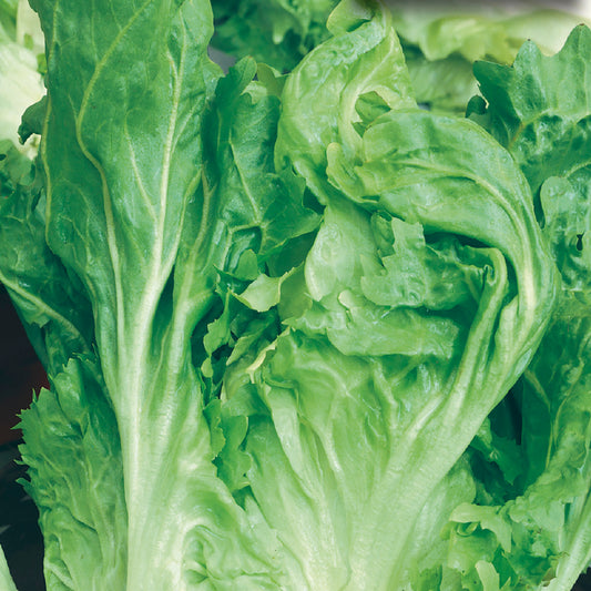 Close-up of fresh endive leaves with a crumpled and broad appearance.